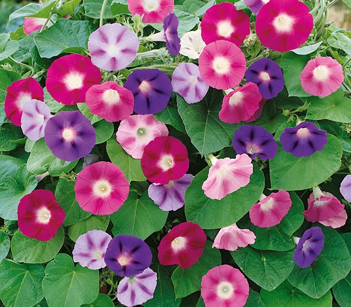 Seme za Ladolež mešavina - 5 kesica Virimax Franchi Sementi