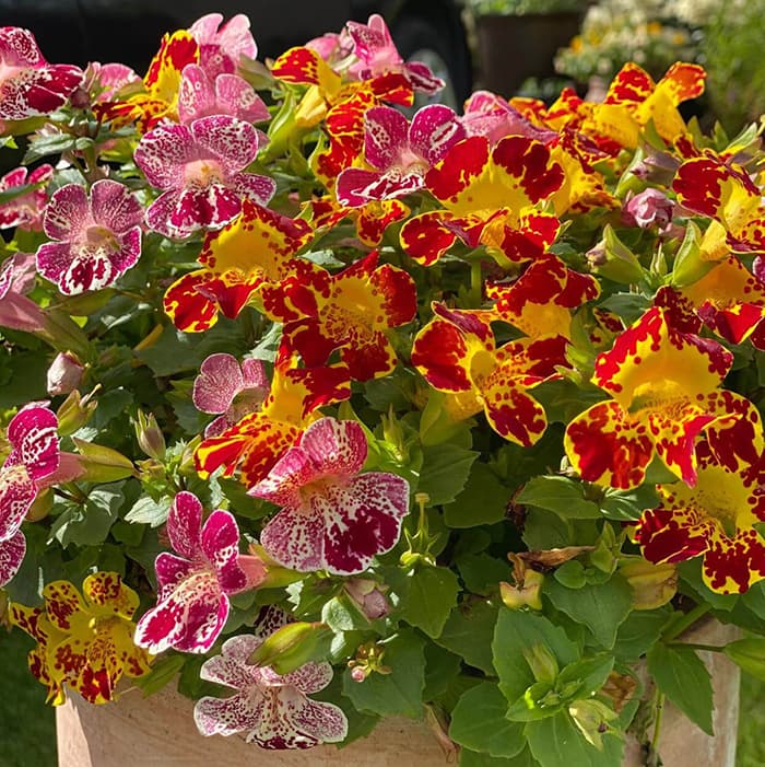 Mimulus - seme za cveće 10 kesica Franchi Sementi Virimax