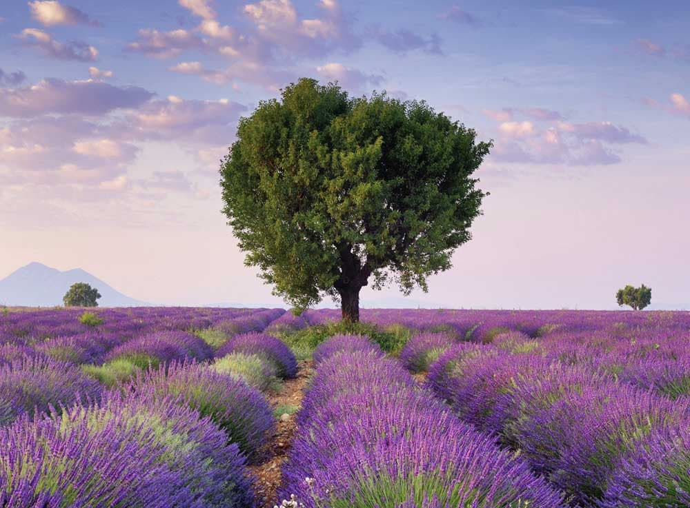 Ravensburger slagalica Lavender of South France 500 delova 01-143535