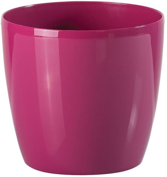 Saksija Stars 20 roze