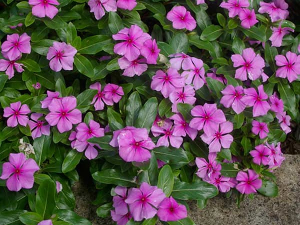 Cveće Vinka roze - seme 5 kesica Franchi Sementi Virimax